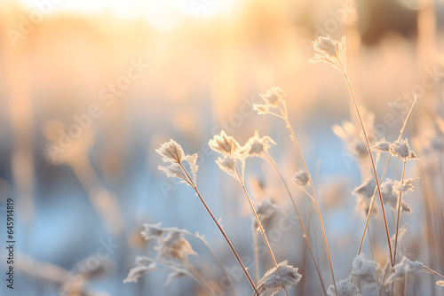 winter grass in the sunset - beautiful blurred background image of winter nature