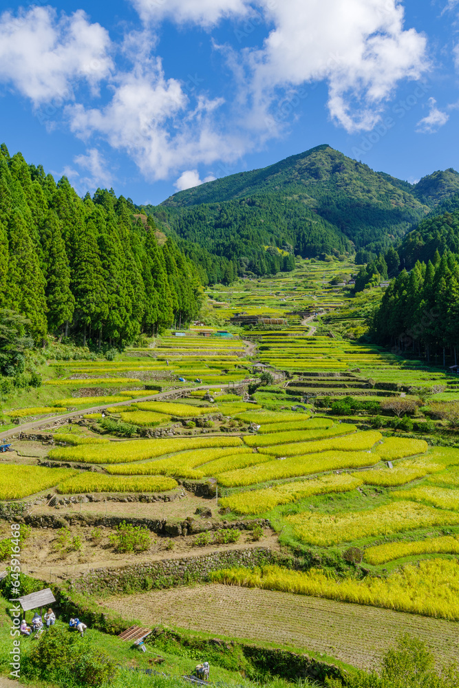 Fototapeta premium 稲刈りが始まった四谷の千枚田 愛知県新城市