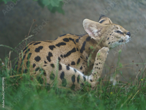 Portrait of Serval in zoo photo