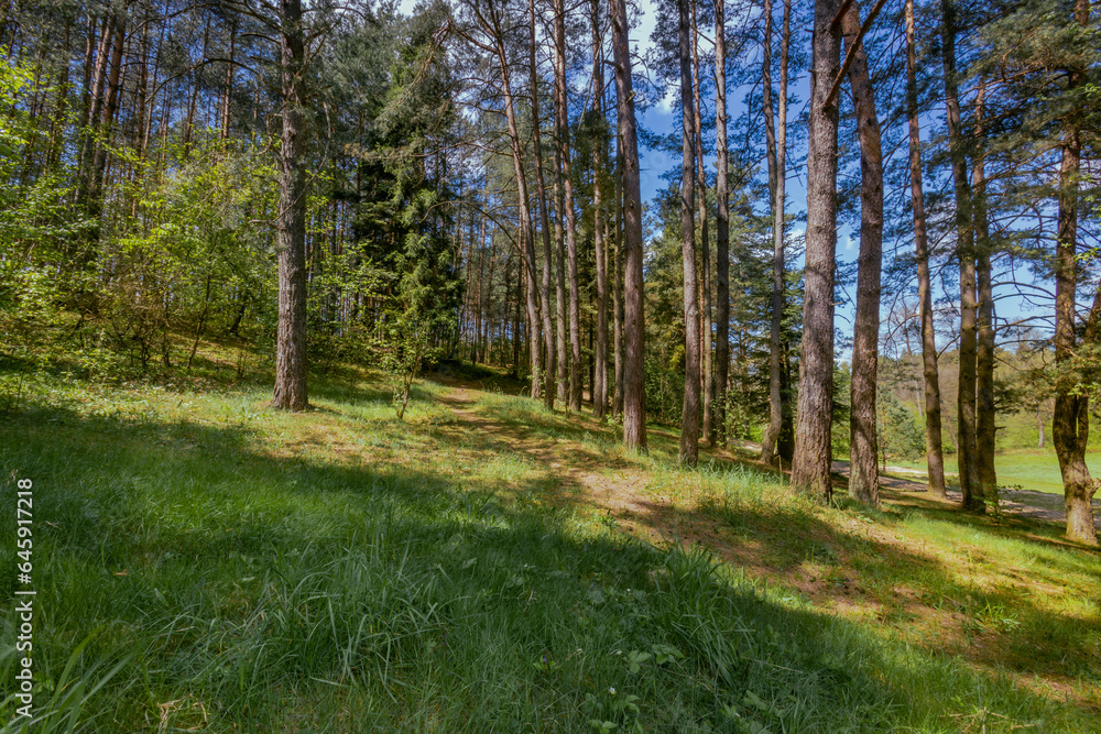 Fototapeta premium Polish forest, wild nature of Poland, wandering around Poland, county podkarpackie, Poland