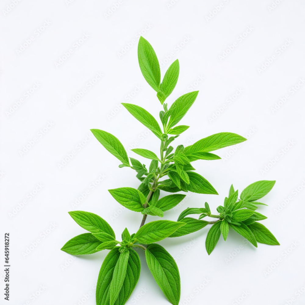 Stevia plant on white background AI generative image Stevia plant on white background AI generative image