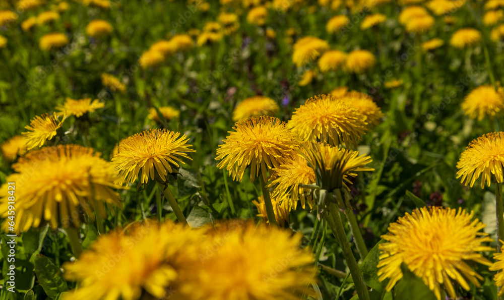 spring yellow dandelions in sunny weather, close-up spring yellow dandelions in sunny weather, close-up