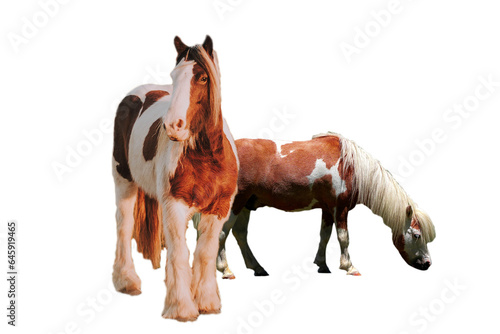  horse head isolated on white wallpaper of background in png