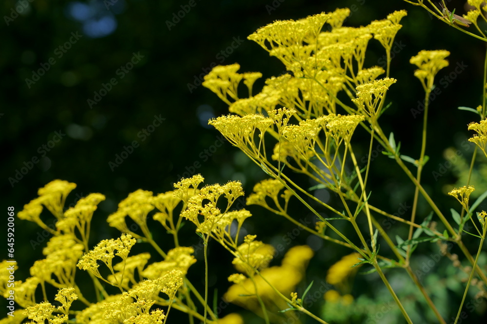 Fototapeta premium 初秋に黄色の花を咲かせるオミナエシ