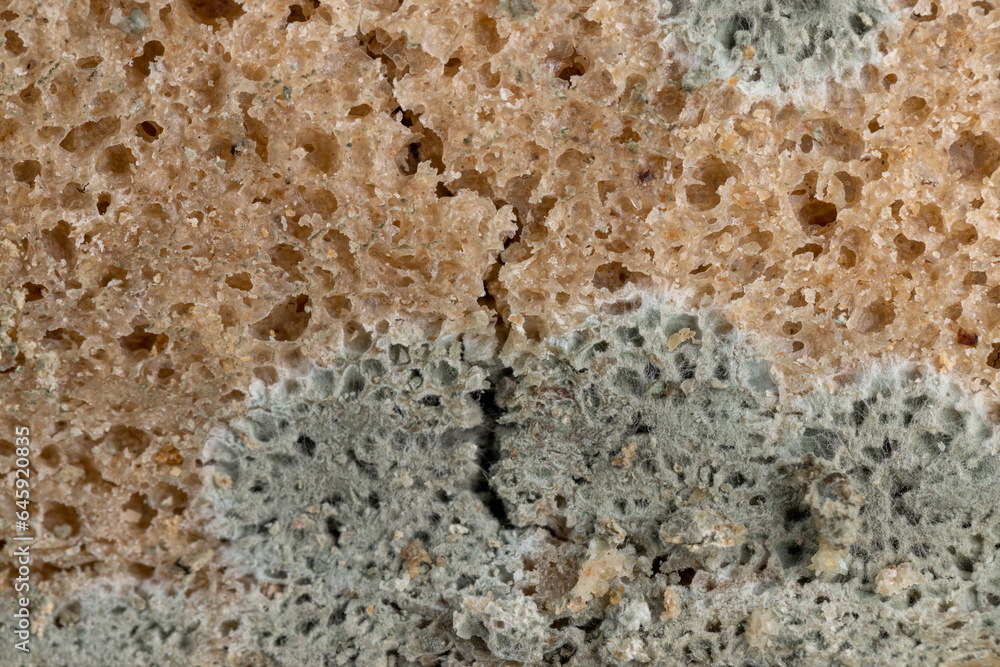 dangerous pieces of bread covered with mold on the table dangerous pieces of bread covered with mold on the table