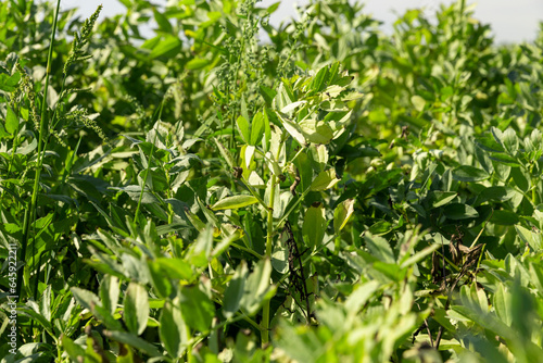 a field with green bean sprouts in the summer