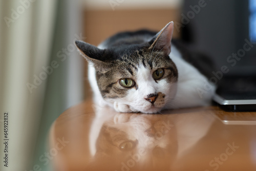 Fototapeta Naklejka Na Ścianę i Meble -  のんびり過ごす猫　キジトラ白