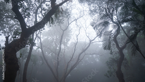 Winter morning into the nature.