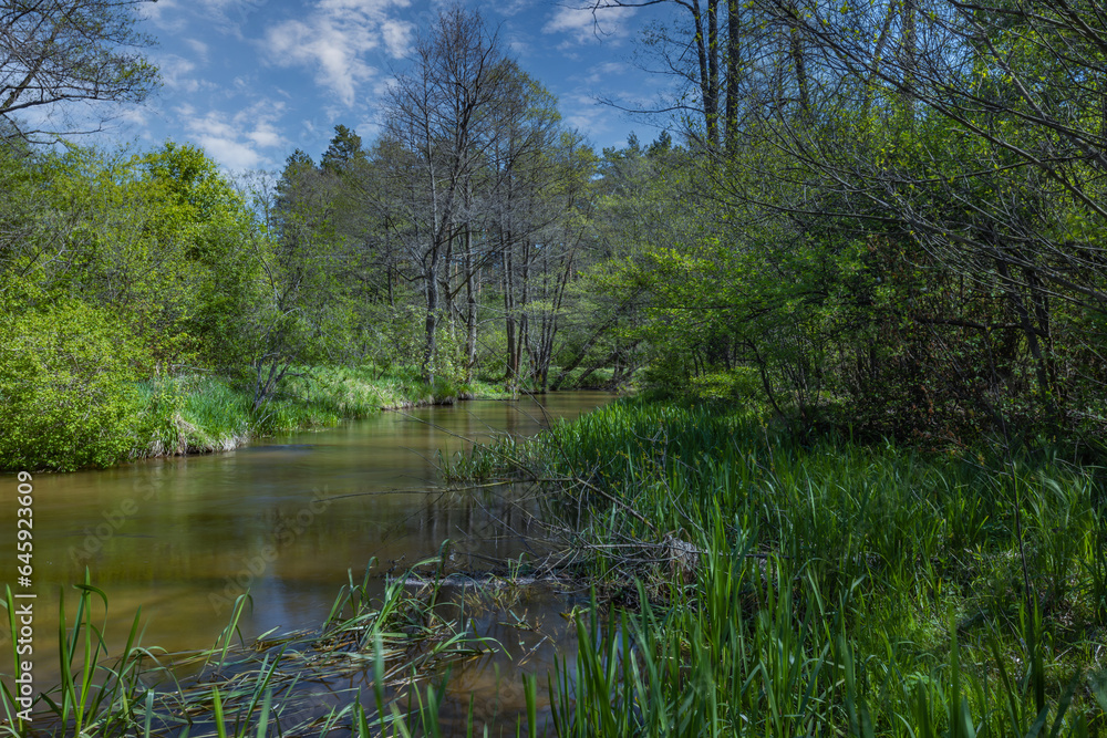 Obraz premium Nad Tanwia Nature Reserve, The gorge of the Tanew River, Sopot River, Roztoczanski National Park, Beautiful Polish landscapes, tourist trails in Poland