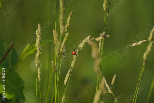 ladybug in the grass
