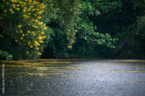 Falling yellow  flowers during rain 