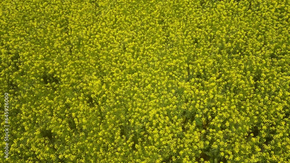 Aerial pan of blooming canola fields against scattered skies Aerial pan of blooming canola fields against scattered skies