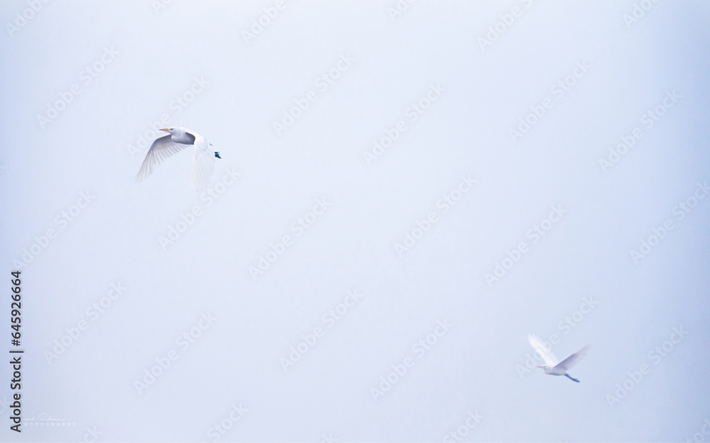 Fototapeta premium Wildlife in a simplicity frame