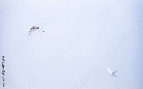 Wildlife in a simplicity frame