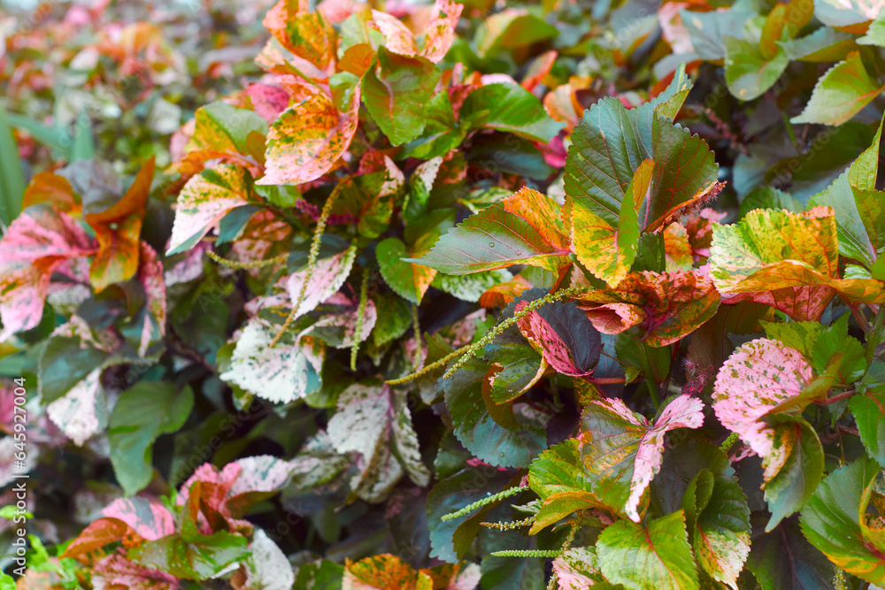 spectacular looking multicoloured leaves of Acalypha wilkesiana, commonly known as Copperleaf or