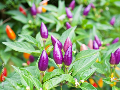 Small red chili  Pepper , Chile Piquin Capsicum annuum L. Chilisorte ,Ornamental pepper plant ,Capsicum baccatum ,Piment Fort Chinese Five Color-Bio Tour-Sol
