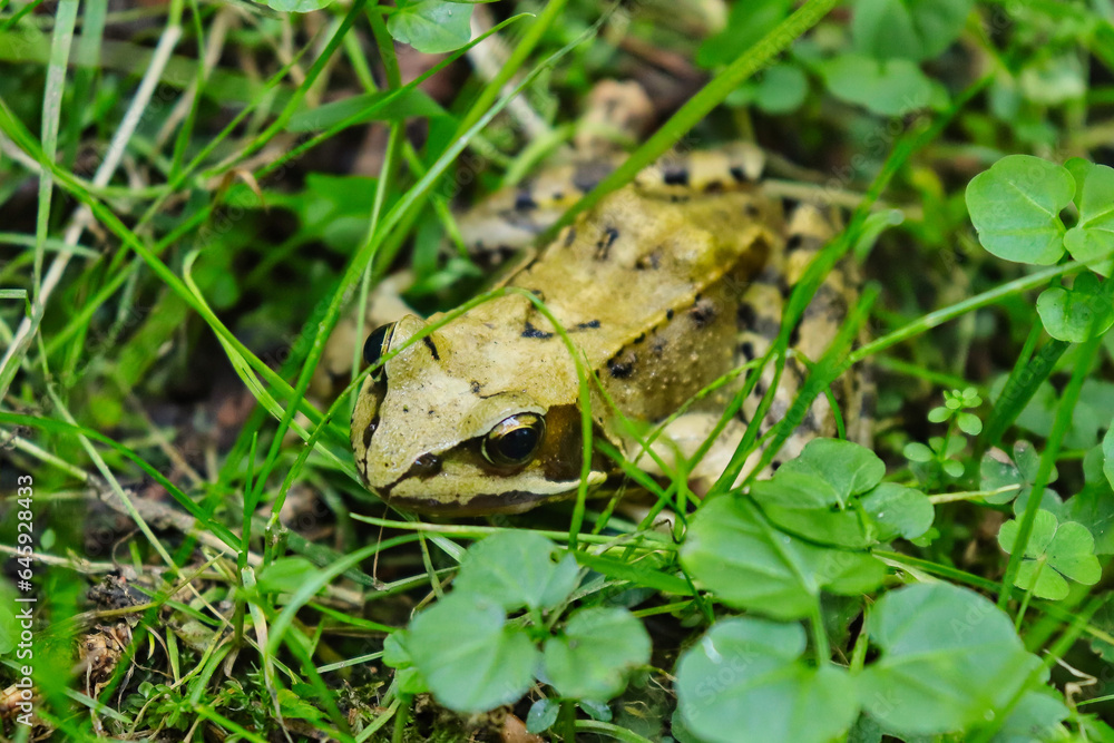 Grasfrosch Grasfrosch
