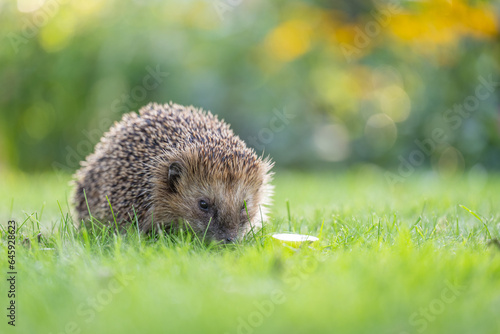 Domestic European wild young hedgehog in the garden on green grass outdoors. Concept: Wild animal husbandry and care for wild animals
