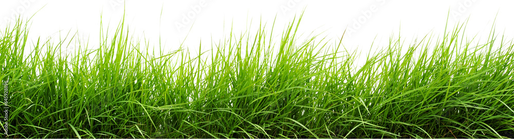 Obraz premium green grass isolated on white transparent background . grass png. grass in bottom png