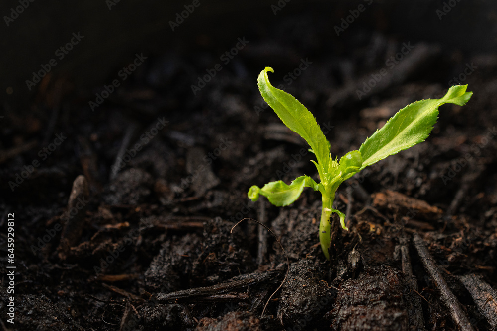 Peach tree sprout in tree potting soil Peach tree sprout in tree potting soil