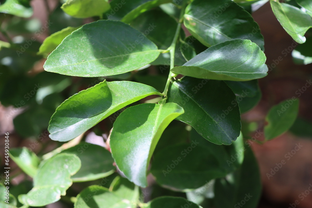 green leaves in the garden green leaves in the garden