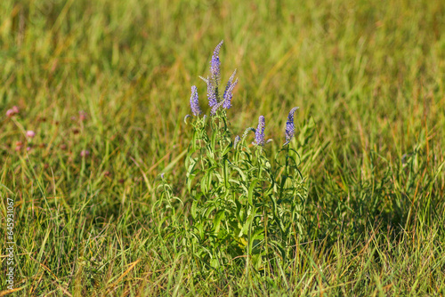 Flora And Fauna Of Reservoirs And Meadows