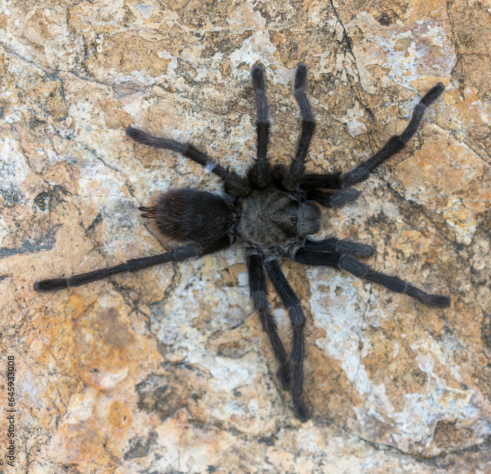 California Tarantula male adult looking for a female during mating season. Stevens Creek County Park, Santa Clara County, California, USA. California Tarantula male adult looking for a female during mating season. Stevens Creek County Park, Santa Clara County, California, USA.