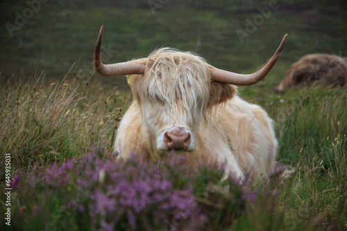 Highland cow