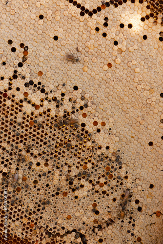 Fresh wild beehive texture background