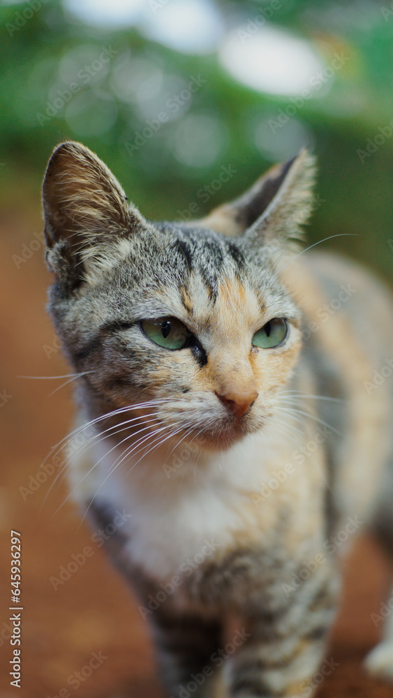 Portrait of a cat with green eyes on the background of nature.