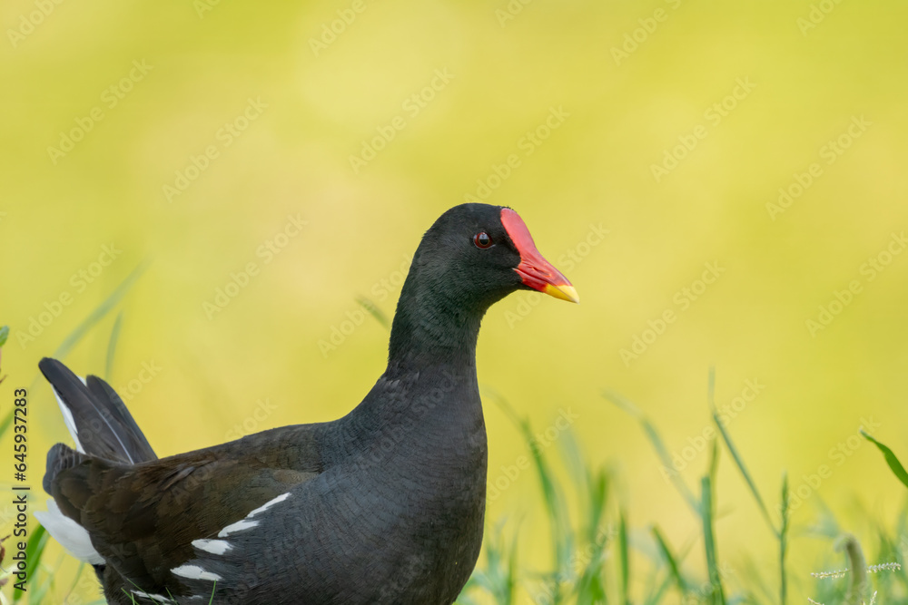 Close-up of a sitting / standing common moorhen with green backgorund Close-up of a sitting / standing common moorhen with green backgorund
