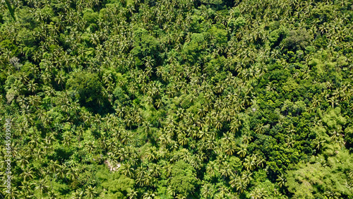 View of the jungle from above. Aerial view of tree tops in a tropical rainforest.