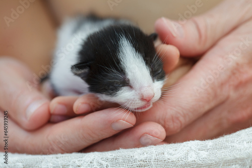 Black and white color newborn baby kitten in human hands. Love nature and Adopt pet concept.