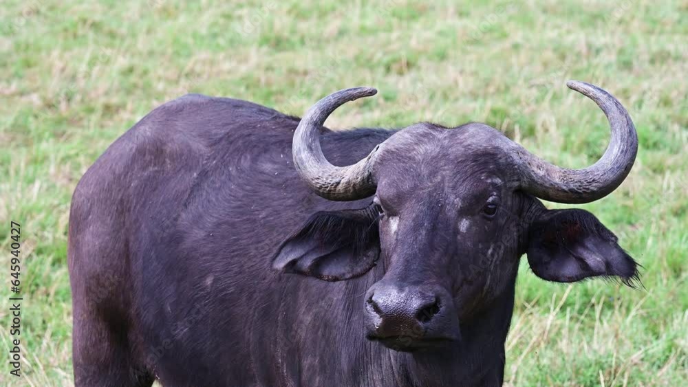 Close-up of wild African buffalo in natural environment in the Maasai Mara National Park in Kenya, Africa
Close-up of wild African buffalo in natural environment in the Maasai Mara National Park in Kenya, Africa