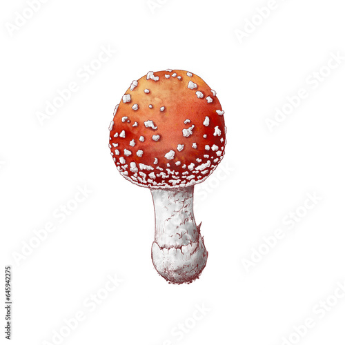 watercolor drawing fly agaric, poisonus mushroom isolated at white background, Amanita muscaria, natural element, hand drawn botanical illustration