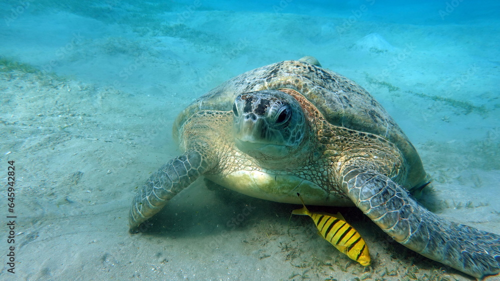 Obraz premium Green turtles are the largest of all sea turtles. A typical adult is 3 to 4 feet long and weighs between 300 and 350 pounds.