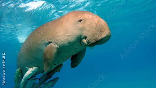 Tablou pe pânză Dugongo. Sea Cow in Marsa Alam. Marsa Mubarak bay.