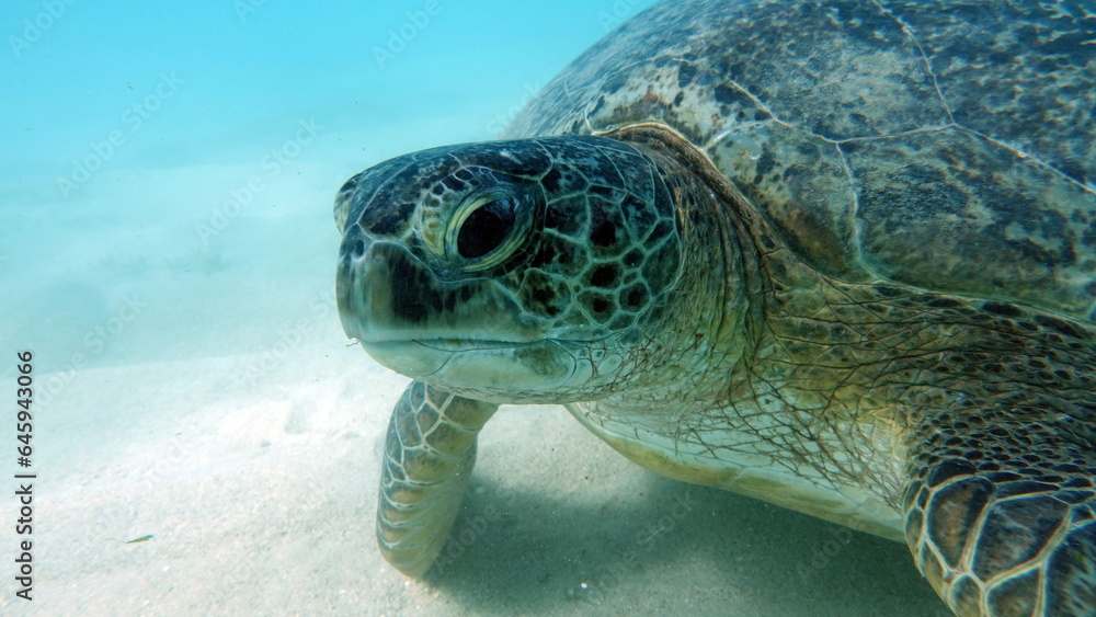 Obraz premium Green turtles are the largest of all sea turtles. A typical adult is 3 to 4 feet long and weighs between 300 and 350 pounds.