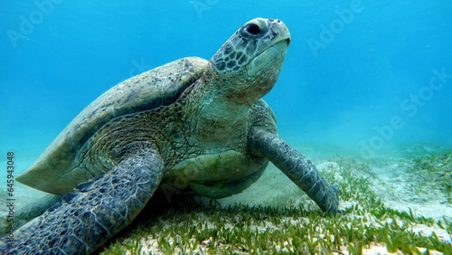 Green turtles are the largest of all sea turtles. A typical adult is 3 to 4 feet long and weighs between 300 and 350 pounds. photo