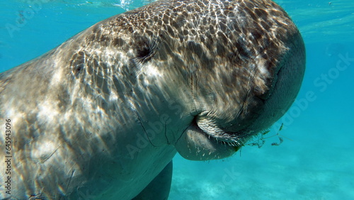 Dugongo. Sea Cow in Marsa Alam. Marsa Mubarak bay.