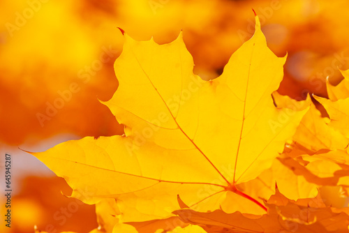 close up of bright yellow maple tree leaf