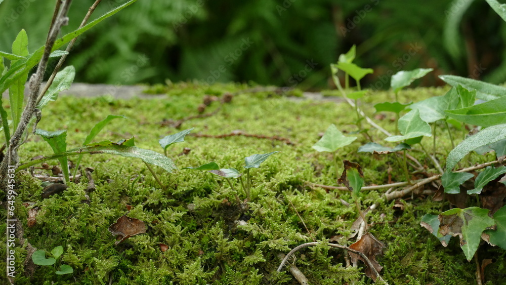 Moss and small plants among the forest vegetation Moss and small plants among the forest vegetation