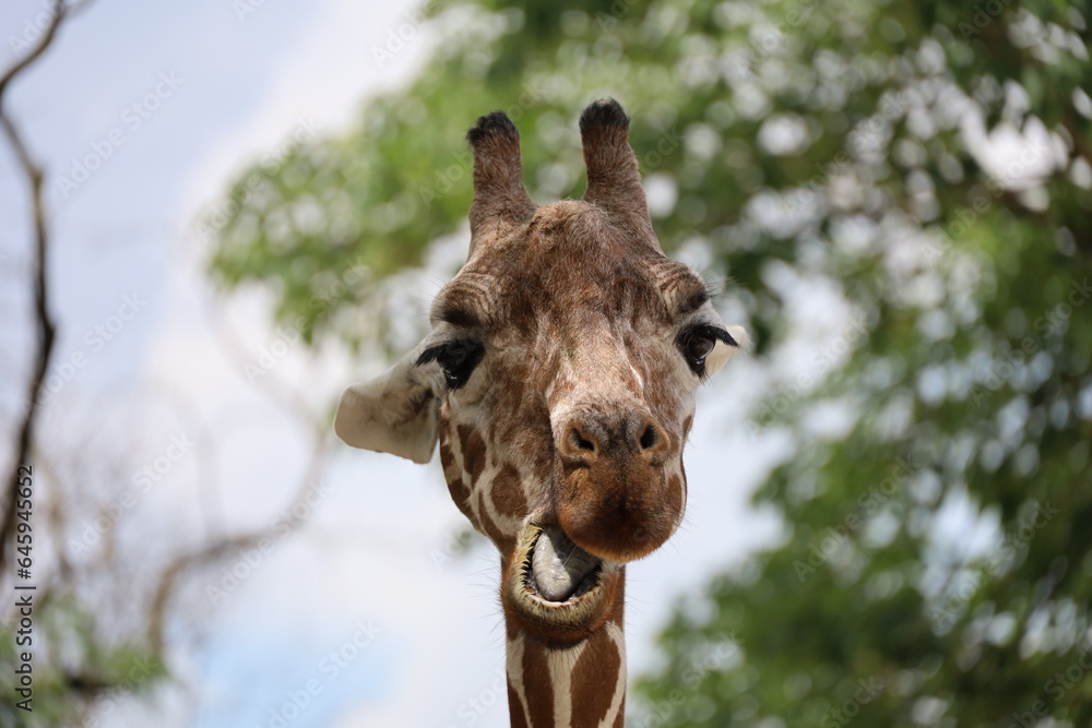 Obraz premium Close-Up Photography of Giraffe with Expression