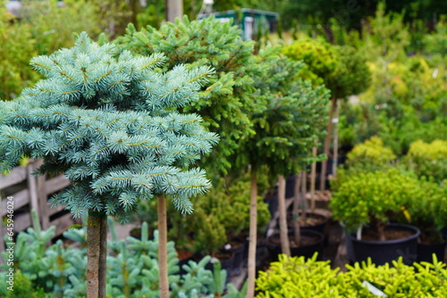 seedlings of blue spruce and pine with round crowns in pots with earth in a nursery of garden and ornamental plants against a background of shrubs with green leaves