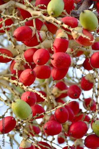 Betel palm fruit on tree, close up of red fruits.