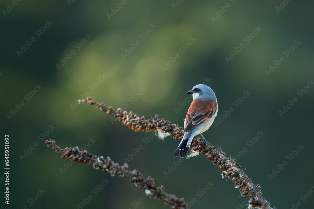 Obraz premium A red-backed shrike bird