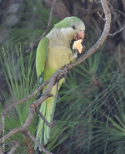 Bright green parrot perched on a branch eating a piece of fruit