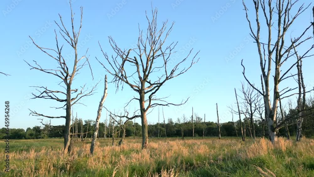 Dry trees in a wilderness area. Dry trees in a wilderness area.