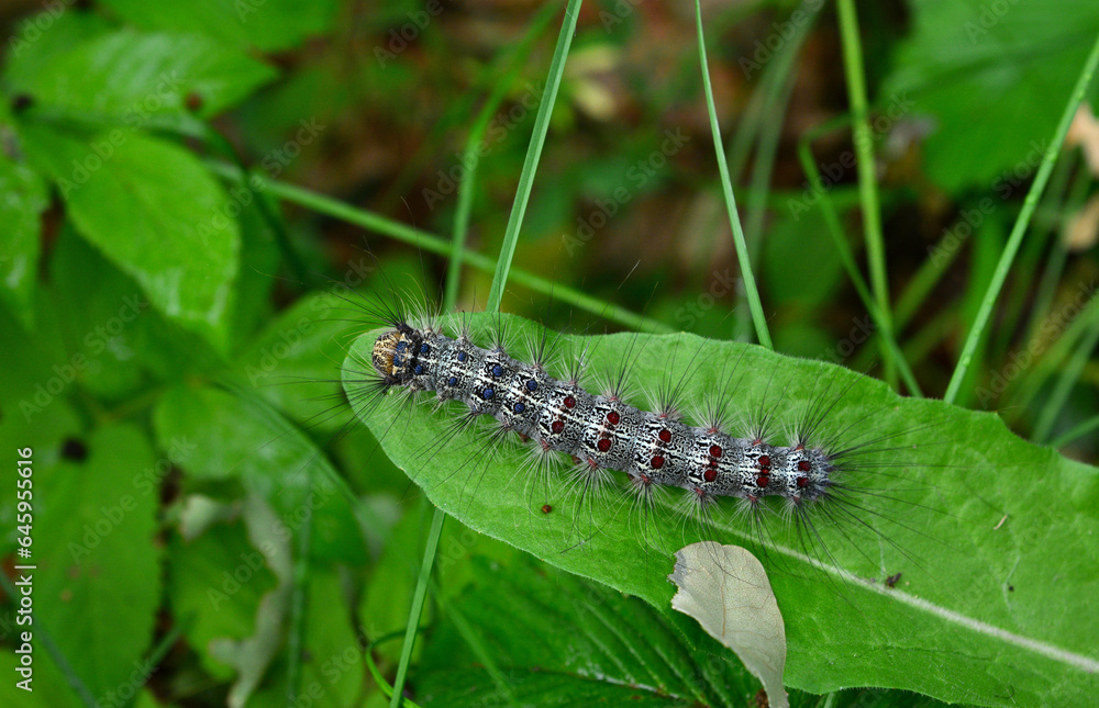 caterpillar crawling on the green leaf on the meadow close up caterpillar crawling on the green leaf on the meadow close up