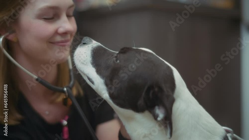 Pit bull terrier dog licking veterinarian's face at the clinic. Slow motion. 